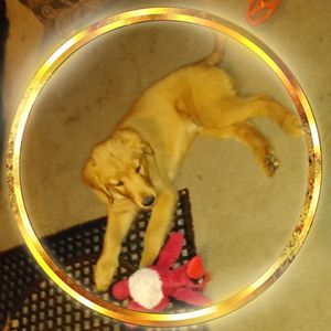 Meet your Posher, Dena